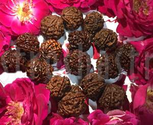 Gauri Shanker Rudraksha